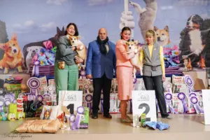 Глаша (CLAN IRONHORN GERMIONA ROSE) на пьедестале почёта на монопородной выставке собак „ВЕЛЬШ КОРГИ ПЕМБРОК“ РАНГ КЧК в Воронеже 13 декабря 2025 года