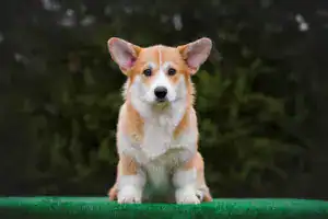 CLAN IRONHORN GRISHA WOLF — рыже-белый пятимесячный кобель уверенно позирует перед фотографом