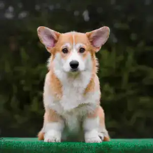 CLAN IRONHORN GRISHA WOLF — рыже-белый пятимесячный кобель уверенно позирует перед фотографом