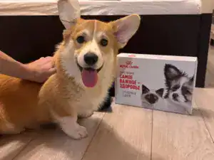 CLAN IRONHORN GRISHA WOLF — рыже-белый кобель вельш корги пемброк из питомника CLAN IRONHORN в новом доме