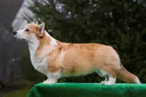 CLAN IRONHORN GRISHA WOLF весело бегает и виляет хвостом во время фотосессии