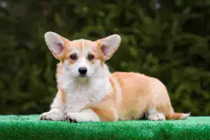 Глаша (CLAN IRONHORN GERMIONA ROSE), внимательное выражение мордочки