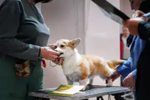 Эксперт осматривает Глашу (CLAN IRONHORN GERMIONA ROSE) на столике на монопородной выставке „ВЕЛЬШ КОРГИ ПЕМБРОК“ РАНГ КЧК в Воронеже 13 декабря 2025 года