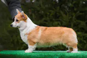 Глаша (CLAN IRONHORN GERMIONA ROSE) радостно виляет хвостом