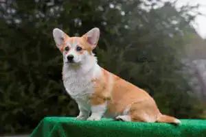 Глаша (CLAN IRONHORN GERMIONA ROSE) отдыхает, лежа на спине