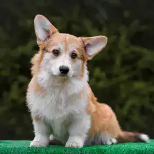 CLAN IRONHORN GABRIELLA DAISY внимательно прислушивается во время фотосессии