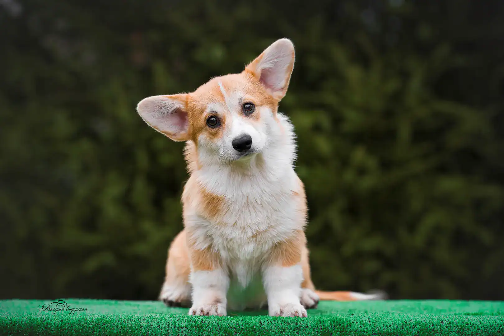 Глаша (CLAN IRONHORN GERMIONA ROSE) позирует перед фотографом