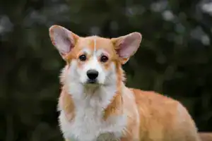 CLAN IRONHORN GRISHA WOLF задумчиво смотрит в сторону во время фотосессии