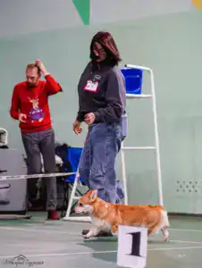 Буня (GREAT SOFI HIMERA) — племенная сука из питомника вельш-корги пемброк CLAN IRONHORN в ринге на выставке в Воронеже