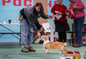 Глаша (CLAN IRONHORN GERMIONA ROSE) — племенная сука из питомника вельш-корги пемброк CLAN IRONHORN позирует в стойке перед экспертом на выставке в Воронеже