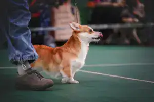 Буня (GREAT SOFI HIMERA) — племенная сука из питомника вельш-корги пемброк CLAN IRONHORN показывает отличные результаты в ринге