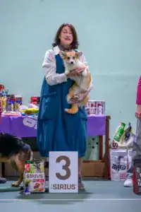 Финальная расстановка мест в конкурсе Best in Show среди щенков на всепородной выставке. Глаша с хендлером Ириной Коваленко занимает почётное третье место.