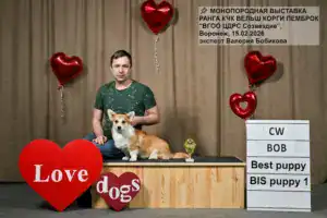 Глаша, вельш корги пемброк из питомника CLAN IRONHORN, позирует в праздничной фотозоне монопородной выставки ранга КЧК в Воронеже. Собака в ринговой стойке, украшенная лентой победителя.