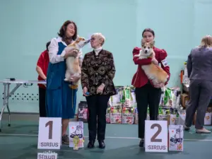 Церемония награждения на монопородной выставке вельш корги пемброк. Глаша с хендлером Ириной Коваленко занимает первое место, эксперт Валерия Бобикова вручает награду.
