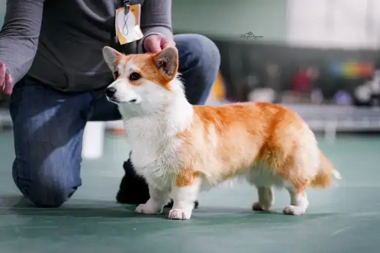 Вельш-корги пемброк Глаша (CLAN IRONHORN) в стойке на ринге, выставка в Воронеже, 19.04.2026.