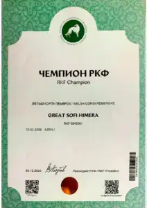 Свидетельство «Чемпион РКФ», выданное собаке Буне (GREAT SOFI HIMERA)