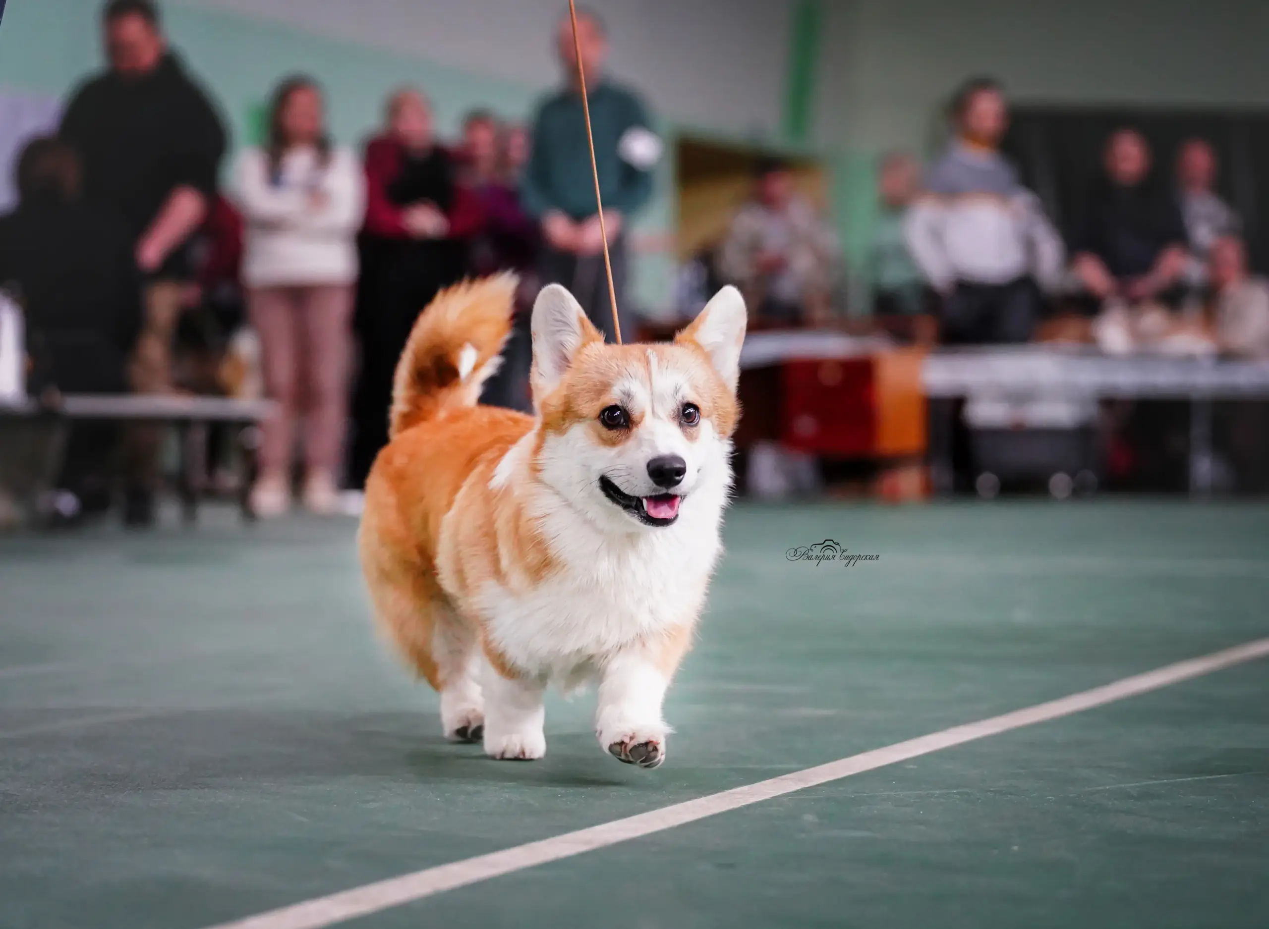 Глаша (CLAN IRONHORN GERMIONA ROSE) грациозно движется по рингу на выставке в Воронеже, 19.04.2026.